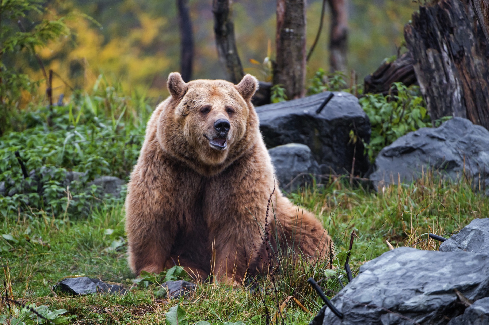 Бурый медведь Лапландский заповедник