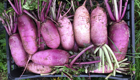 Björn выезжает на ферму